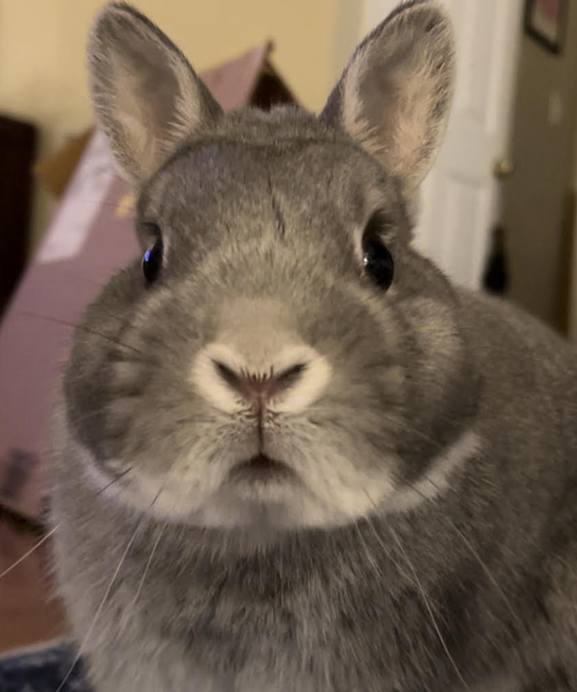 small gray rabbit looking surprised